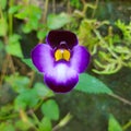 Torenia bicolorÃÂ Family: Linderniaceae (Lindernia family)ÃÂ Two-ColorÃÂ Wishbone Flower